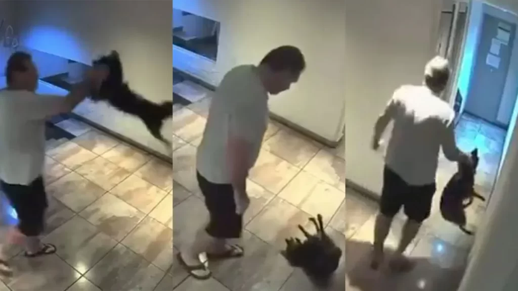 perro-maltrato-animal2